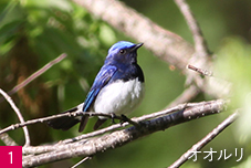 南アルプス邑野鳥公園1/5