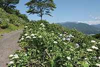 うつぶな公園【南部町】