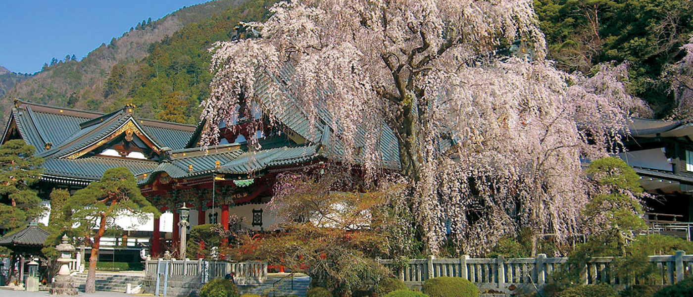 久遠寺の枝垂れ桜